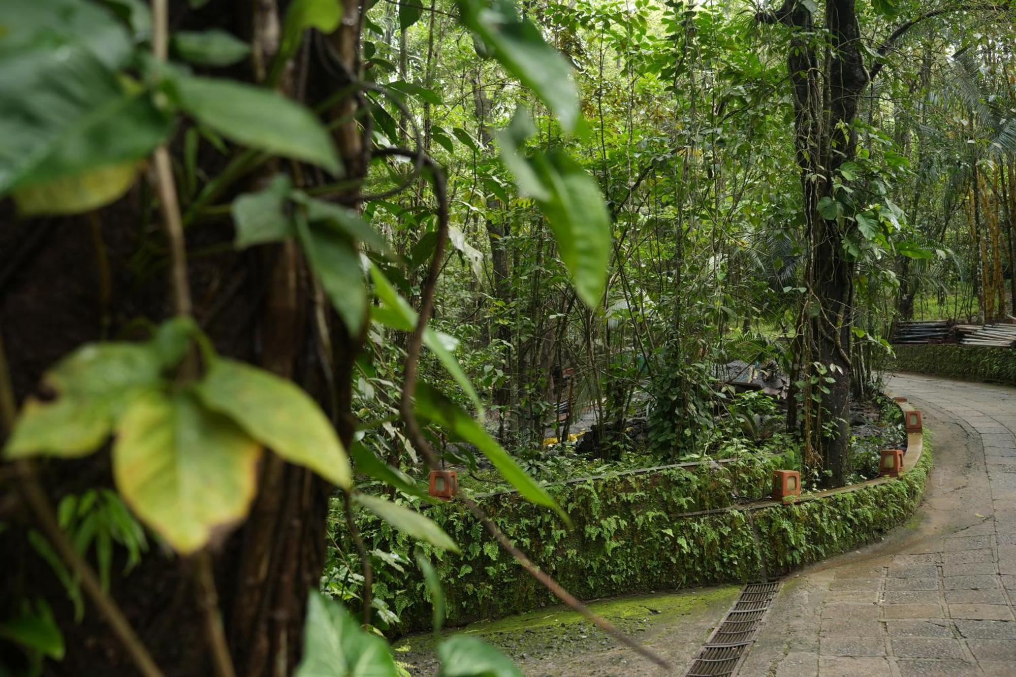 Wayanad Silverwoods Forest Resort & Spa Padinjarathara 외부 사진